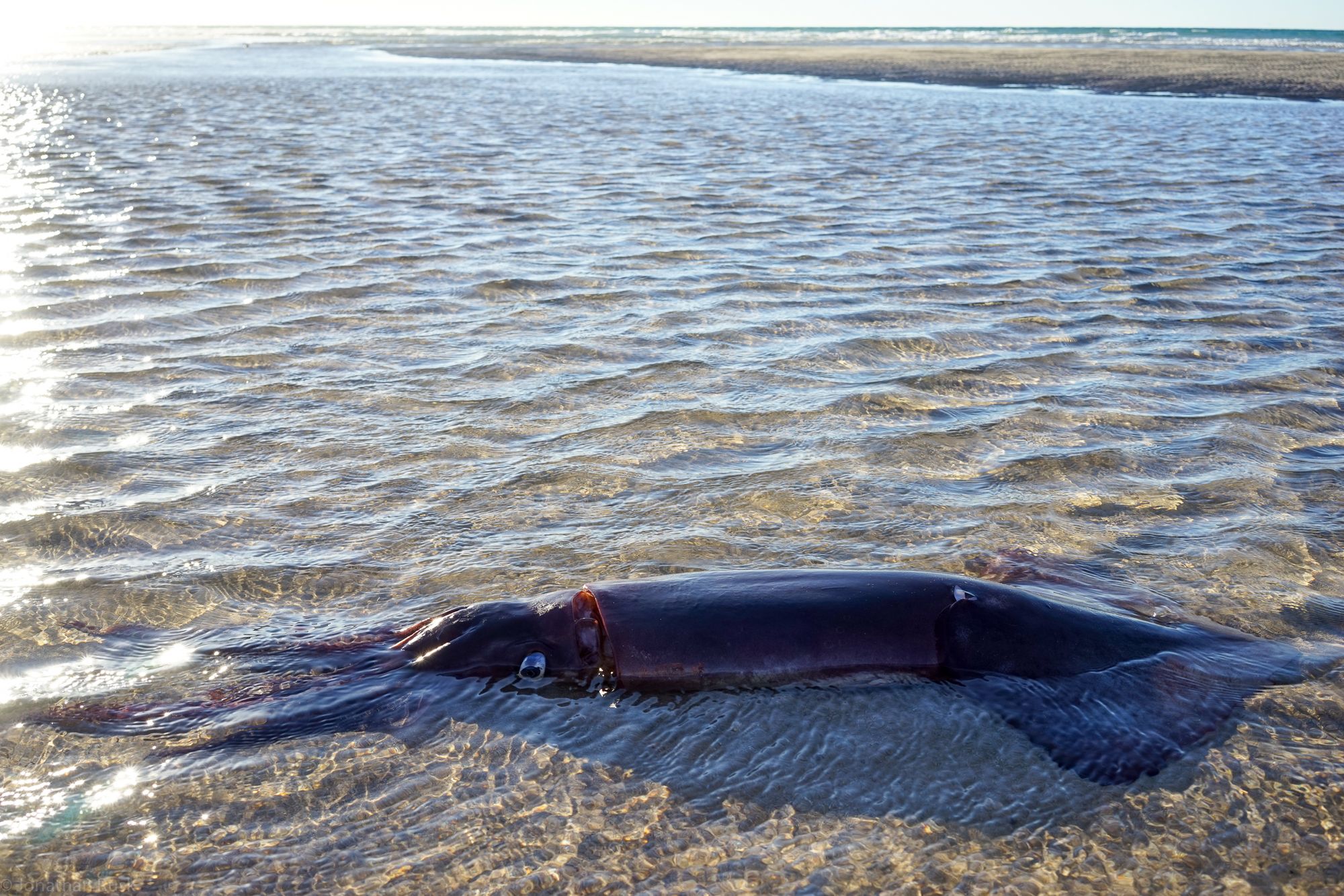 La Pinta Estuary Sea Life