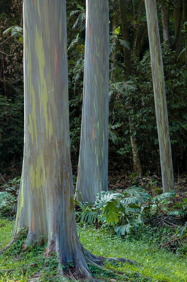 Rainbow Eucalyptus on Haleakalā