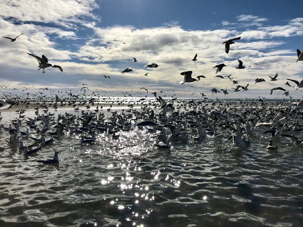 Sea of Cortez bird anchovy feeding frenzy