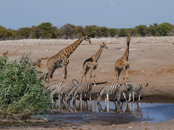 Etosha National Park